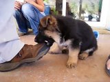 German Shepherd Puppies playing!!!