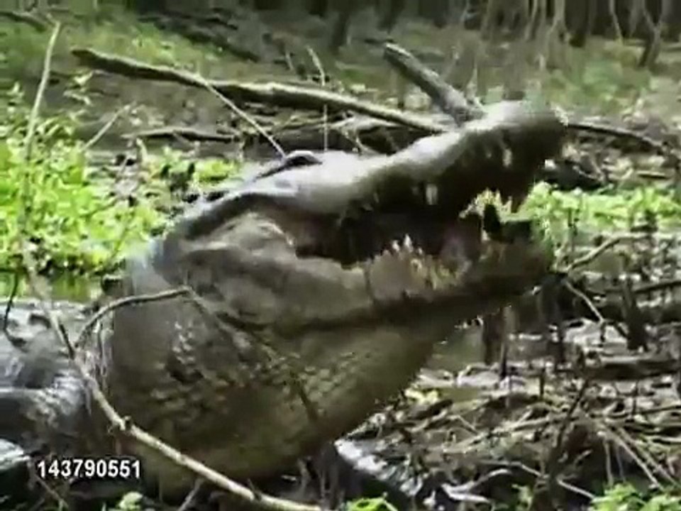 ワニがカメを食する衝撃映像！