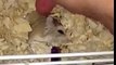 HELP Hamster owners! Hurt or injured robo dwarf