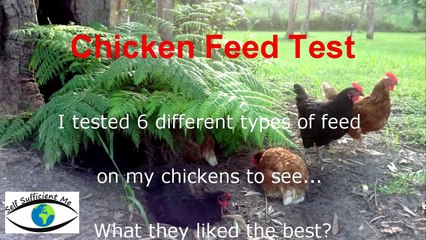 Chicken Feed Test for Laying Hens.mp4