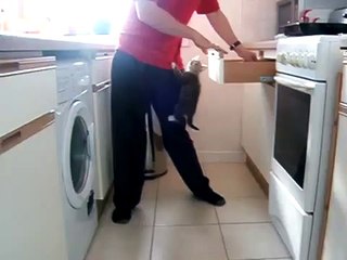 Cute Kittens Can't Wait For Dinner - CUTE