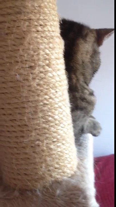 Maggie y el Catnip