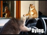 Lustige Katzen Bilder