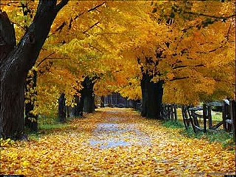 I Teppisti Dei Sogni Piccola foglia