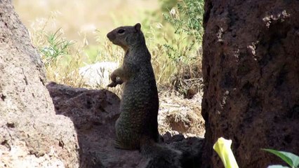 OSTRICH EGG is over 100 years old