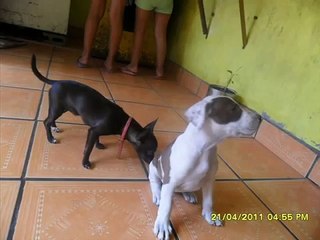 Nere american pitbull terrier crecimiento