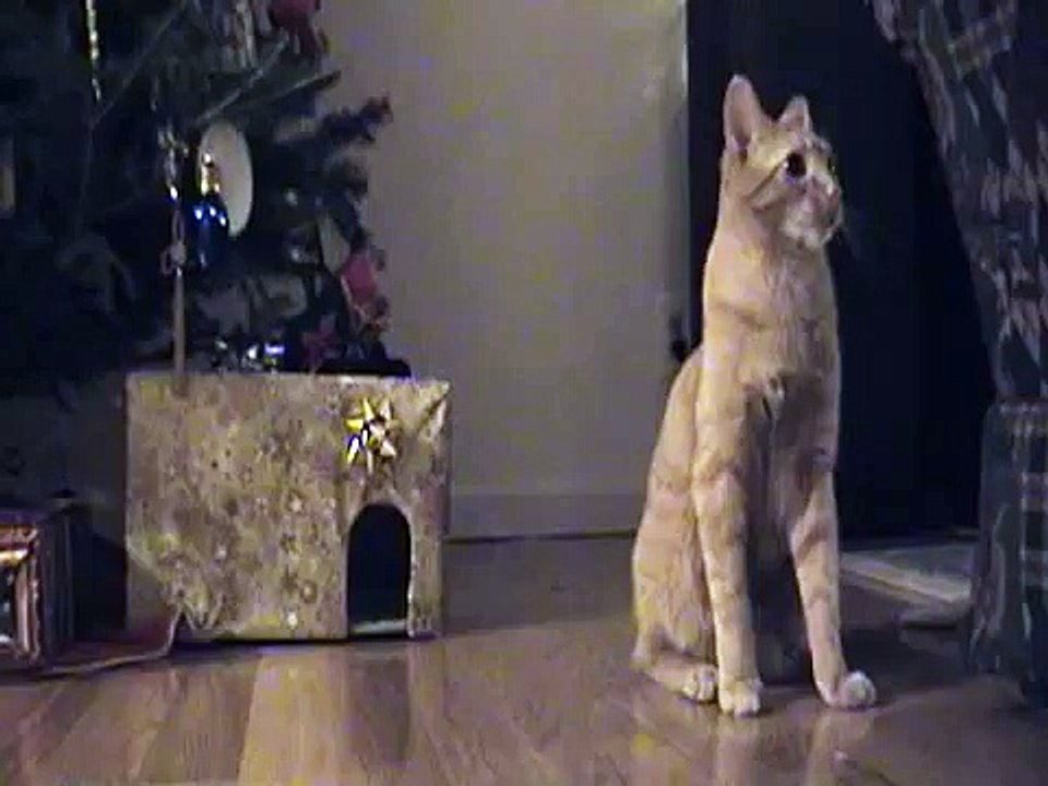 Cat vs. rat