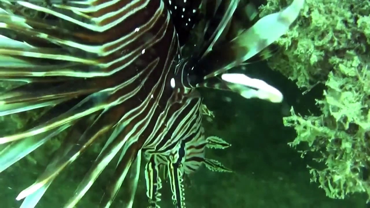 Pez León (Pterois volitans) Lion Fish