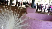 White Peacock Dance :: White Peafowl Dance [HD] - Raamesh Keerthi