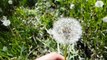 blowing dandelions slow motion with galaxy s5
