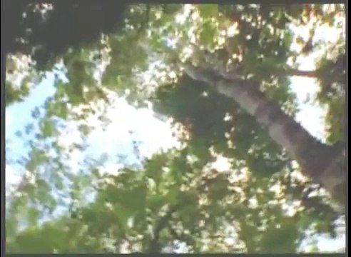 6de6 caida de la ciudad Maya Cuenca del Mirador (GUATEMALA)