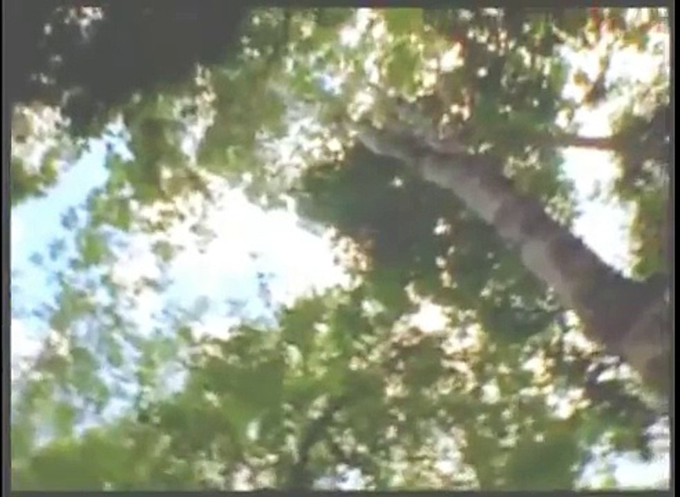 6de6 caida de la ciudad Maya Cuenca del Mirador (GUATEMALA)