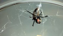 Redback Widow Spider (Latrodectus hasselti)