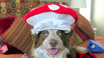 MORE DOGS WEARING FUNNY HATS • JIMMY JUMP 2011