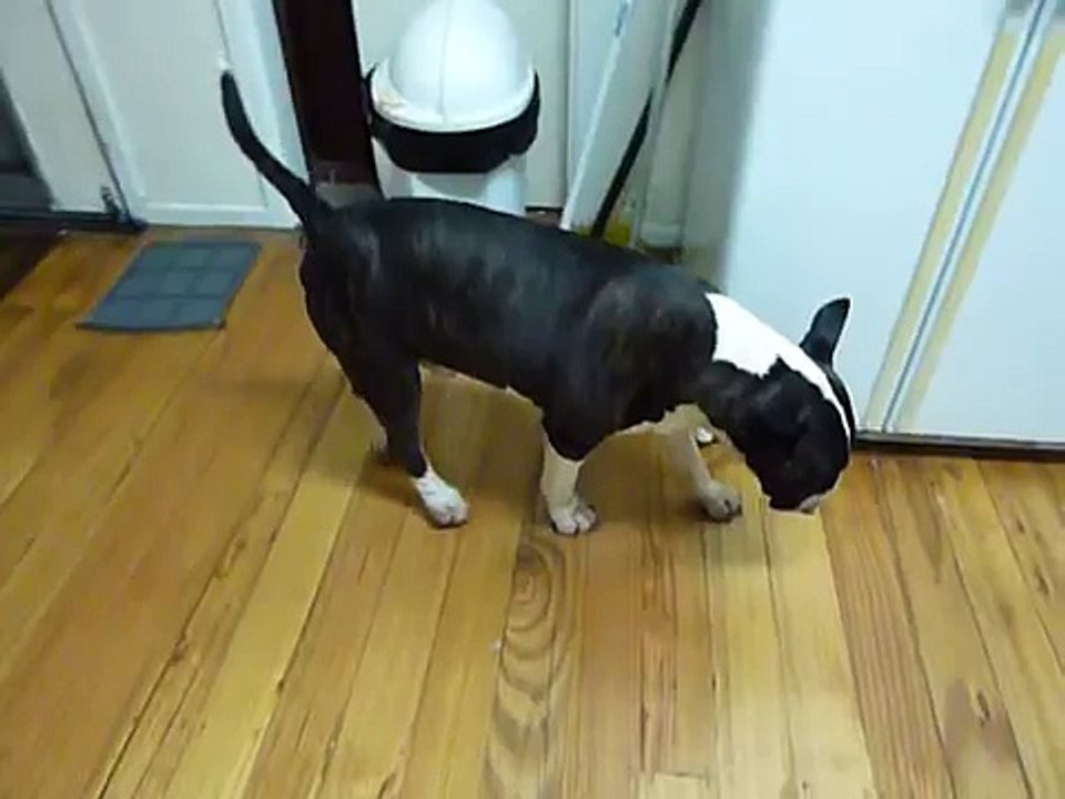 Bull Terrier Trancing - Funny