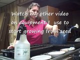 How to Grow  from Seed When  Planting Lemon Basil, Kale and Lettuce