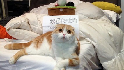 Waffles takes on the bucket challenge!