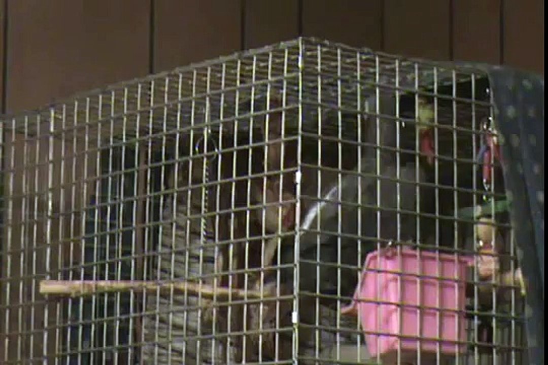 Best Talking Parrot - Timneh African Grey