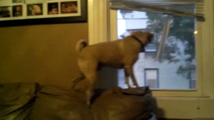 Shooting dog with handgun