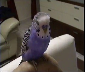 Mio cocorita pappagallino parlante  video1