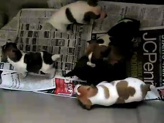 Jack Chi puppies