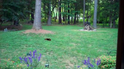 Lightning Bugs also known as Fireflies