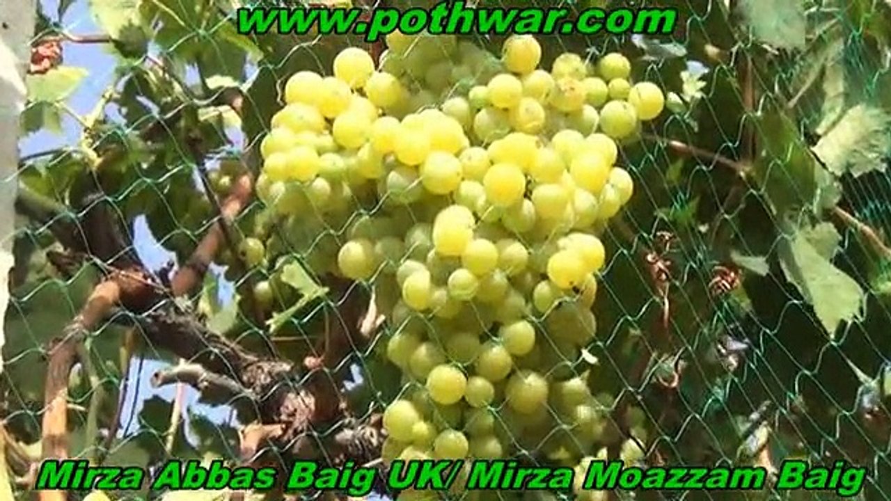 Mughal Grapes Gardan Dodehli