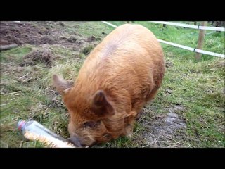 Kune Kune pigs playing
