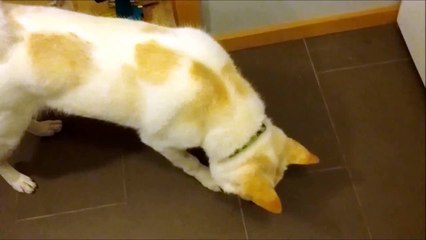 Sitka wants his toys back