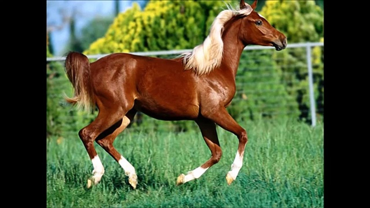 Odgłosy zwierząt dla dzieci