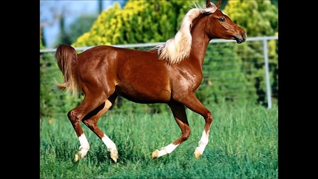 Odgłosy zwierząt dla dzieci