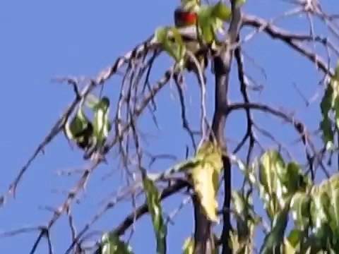 Coppersmith barbet calling