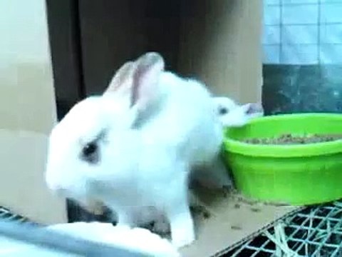 Bunny grooming ear June 2011