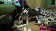 Husky Mom Playing With Her Puppies | Too Cute!