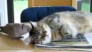 Funny Bird Bothers Sleeping Cat