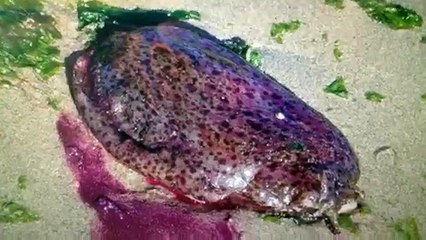 Creatures Crawl Out Of California Coast
