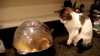 Cat Freaks Out With Popcorn Machine - FUNNY!