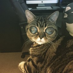 Matilda, le chat aux gros yeux d’extraterrestre