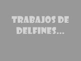 Trabajos delfines
