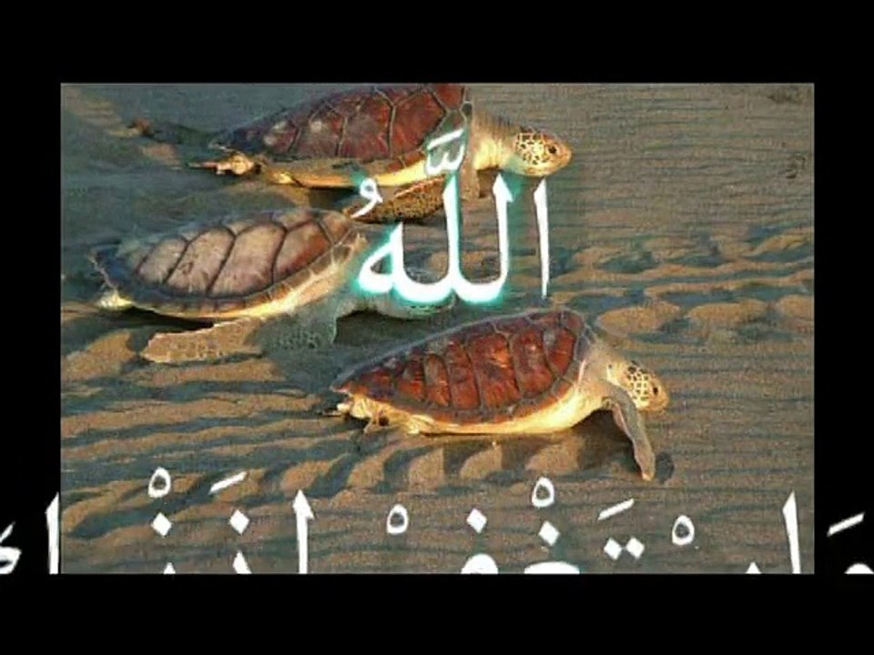 miracle d'Allah dans l'univers معجزة الله في الكون