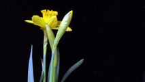 daffodils flowering time lapse
