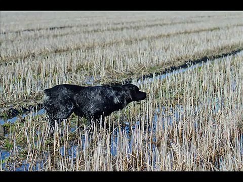 Addestramento cani da ferma - Training Pointing Dogs - 2011/12