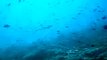 White Tip Reef Shark Maldives