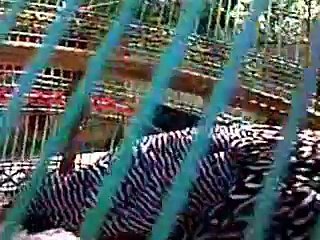 Kala Teetar Speaking