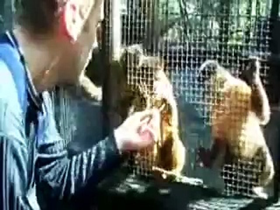 AMAZING ANIMAL ATTACK !!!   Bear Attack Lion