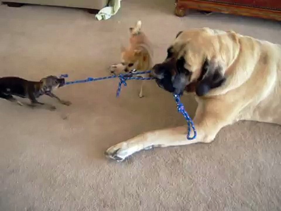Chihuahuas vs Mastiff Tug of War Competition - Dude the Chihuahua vs. Maggie the Mastiff