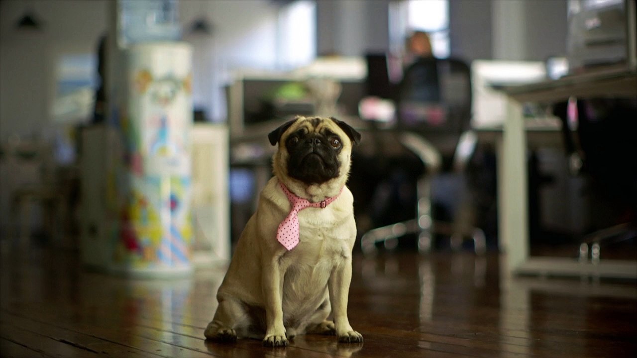 Frank and the Stayz Pawz pet-xperts get down to business