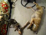 Anna and Luther, rescued dogs playing - pitbull and mini Dachshund