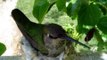 Humming bird nest April 1 2007