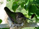 Humming bird nest April 1 2007